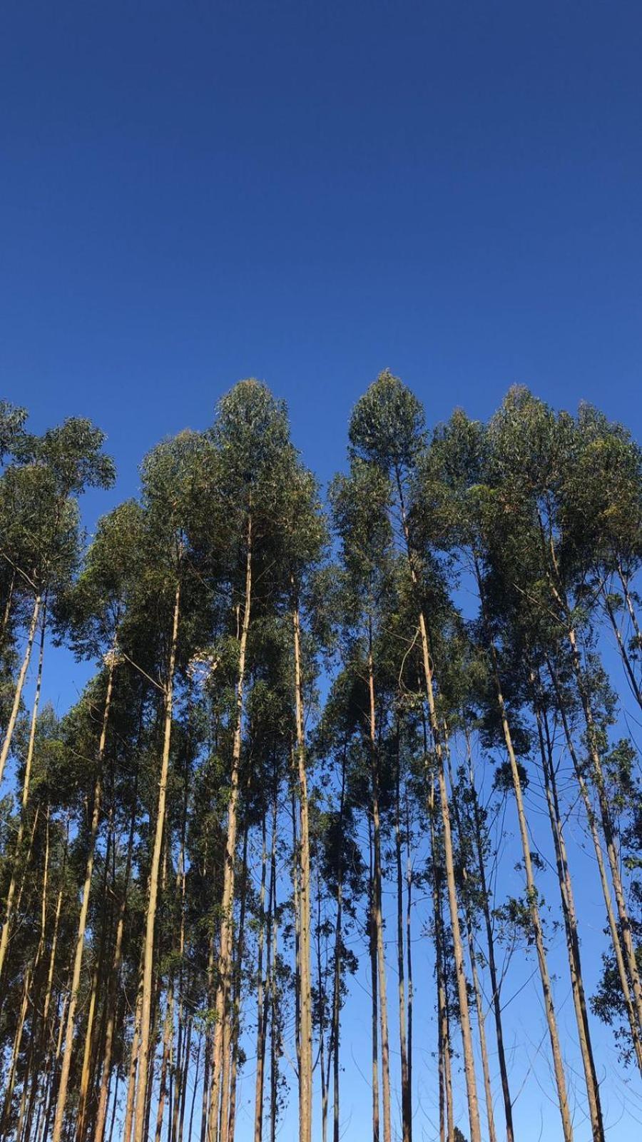 Pousada Vo Lica Com Piscina Penha  Esterno foto